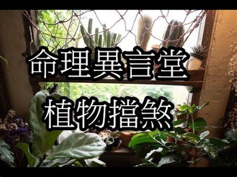 擋煞 植物